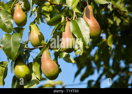 Viele Birnen wachsen auf einem Baum. Blauer Himmel Stockfoto