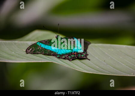 Papilio Palinurus-arten, der Smaragd Schwalbenschwanz, Smaragd Pfau oder Grün - Gebänderte Pfau Stockfoto