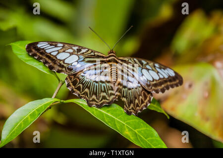 Malaysische Blau 434 Schmetterling (Parthenos sylvia Lilacinus) Stockfoto