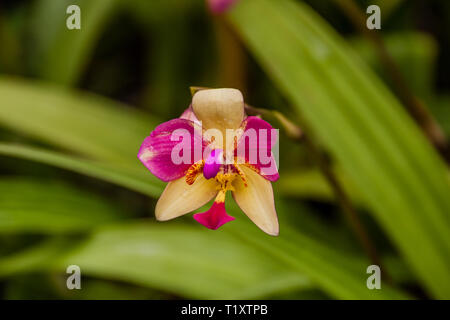 Blühende Orchideen im Garten Stockfoto