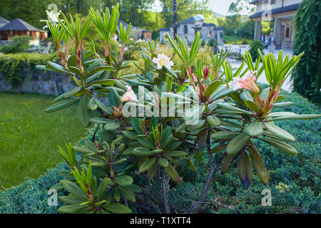 Big Light Pink Azalee Busch im Garten. Jahreszeit blühende Azaleen. (Azalea Rhododendron) Stockfoto
