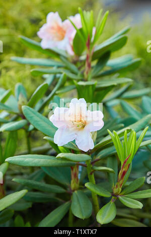 Big Light Pink Azalee Busch im Garten. Jahreszeit blühende Azaleen. (Azalea Rhododendron) Stockfoto