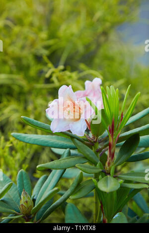 Big Light Pink Azalee Busch im Garten. Jahreszeit blühende Azaleen. (Azalea Rhododendron) Stockfoto