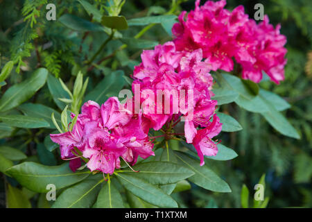Big Pink Azalee Busch im Garten. Jahreszeit blühende Azaleen. (Azalea Rhododendron) Stockfoto