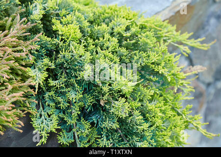 Platycladus orientalis (auch bekannt als Chinesische Thuja, Orientalisch, Chinesisch lebensbaum Lebensbaum, biota oder orientalischen thuja) Stockfoto