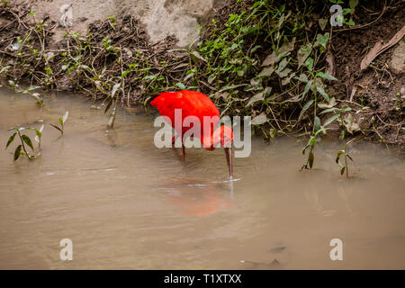 Das Scarlet Ibis (Eudocimus Ruber) Stockfoto