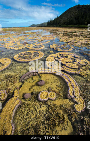 Korallenformationen, in der Nähe von prony Bucht, südliche Lagune Unesco Weltkulturerbe, Neukaledonien. Stockfoto