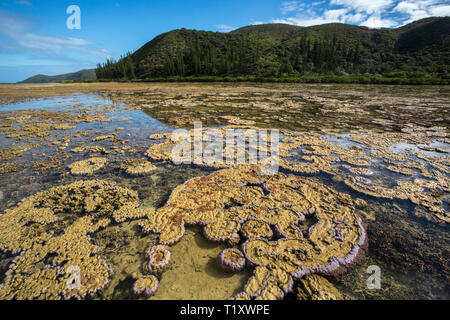 Korallenformationen, in der Nähe von prony Bucht, südliche Lagune Unesco Weltkulturerbe, Neukaledonien. Stockfoto