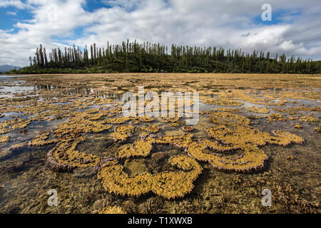 Korallenformationen, in der Nähe von prony Bucht, südliche Lagune Unesco Weltkulturerbe, Neukaledonien. Stockfoto