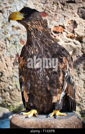 Eagle Wild Bird Stockfoto