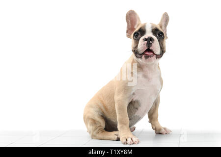 Süße kleine Französische Bulldogge sitzen am Tisch auf weißem Hintergrund, Haustier Konzept Stockfoto