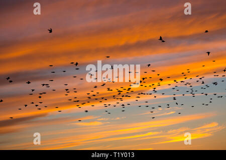 Spektakuläre Sonnenuntergänge murmuration von Staren, Tausende von Vögeln im Flug in Somerset Levels Sümpfe Roost, Großbritannien Stockfoto