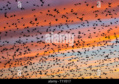 Spektakuläre Sonnenuntergänge murmuration von Staren, Tausende von Vögeln im Flug in Somerset Levels Sümpfe Roost, Großbritannien Stockfoto