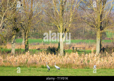 Gruppe der Kraniche, Grus Grus, große Vögel wandern in natürlichen Feuchtgebiete Lebensraum in Somerset Levels Sümpfe, Großbritannien Stockfoto