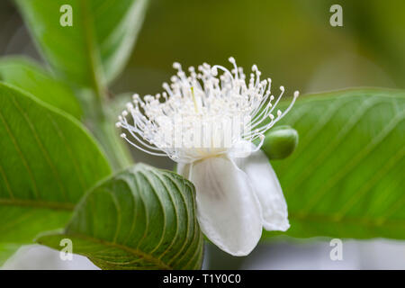 Guave Blume Stockfoto