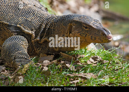 Kopf einer gestreiften Waran (Varanus Salvator) Close-up. Thailand Stockfoto