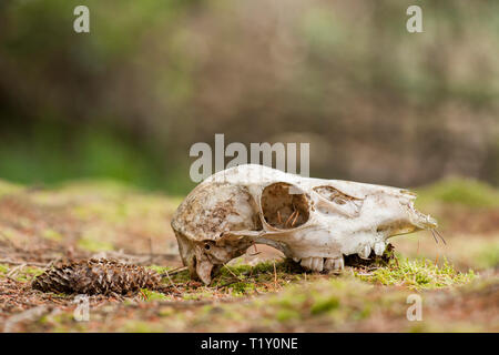 Deer skull liegen auf Waldboden. Tipperary, Irland Stockfoto