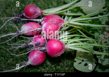 Radieschen niedrigen glykämischen Index Essen Stockfoto