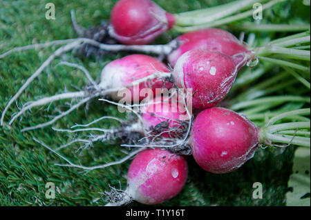 Radieschen niedrigen glykämischen Index Essen Stockfoto