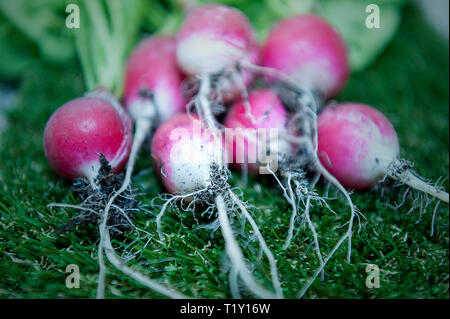 Radieschen niedrigen glykämischen Index Essen Stockfoto