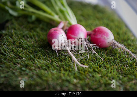 Radieschen niedrigen glykämischen Index Essen Stockfoto