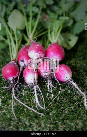 Radieschen niedrigen glykämischen Index Essen Stockfoto