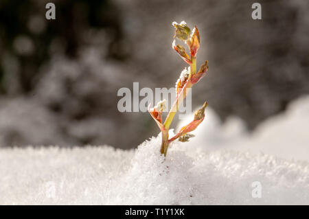 Rosa Rose Mohn auf einem grünen Busch im Garten mit Schnee in Slowenien. Stockfoto