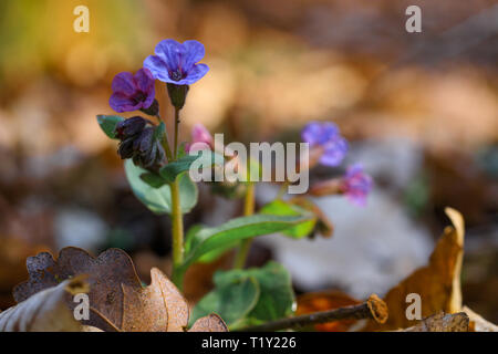 Rosa und blaue Blumen Unbefleckt lungenkraut oder Suffolk lungenkraut (Pulmonaria obskura) im frühen Frühling Stockfoto