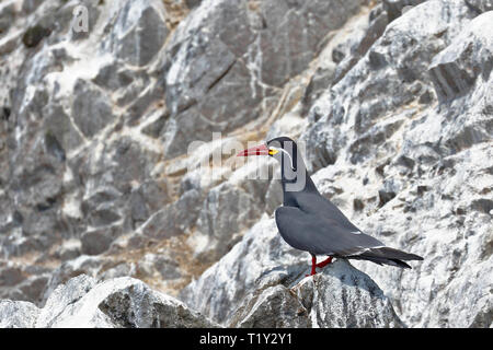 Inca tern (Larosterna Inca) in die Freiheit auf einem felsigen Boulder der Ballestas Inseln in Arequipa, Peru thront. Stockfoto