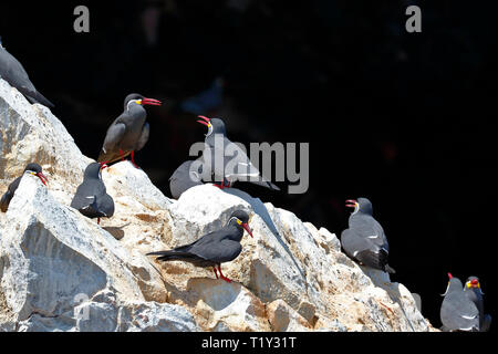 Gruppe von Inca tern (Larosterna Inca) in die Freiheit auf einem felsigen Boulder der Ballestas Inseln in Arequipa, Peru thront. Stockfoto