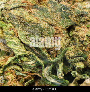 Eine extreme Makroaufnahme eines Cannabis Bud Stockfoto