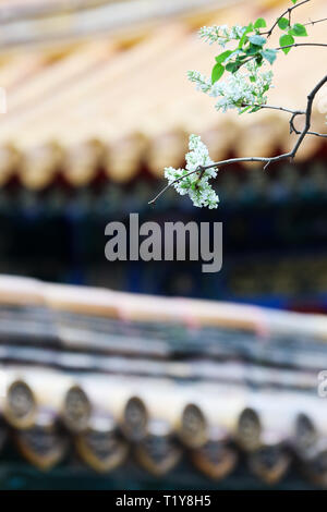 (190329) - Peking, 29. März 2019 (Xinhua) - Foto am 28. März 2019 zeigt Blumen, die in der Verbotenen Stadt in Peking, der Hauptstadt von China. (Xinhua / Meng Dingbo) Stockfoto