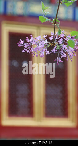 (190329) - Peking, 29. März 2019 (Xinhua) - Foto am 28. März 2019 zeigt Blumen, die in der Verbotenen Stadt in Peking, der Hauptstadt von China. (Xinhua / Meng Dingbo) Stockfoto