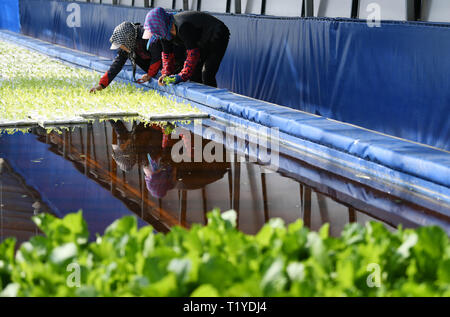 Binxian, Heilongjiang Provinz Chinas. 28. März, 2019. Frauen arbeiten in einem Gewächshaus in Yonghe Stadt Binxian County von Harbin, im Nordosten der chinesischen Provinz Heilongjiang, 28. März 2019. Genossenschaften in Yonghe Gemüse Industrial Park brachte über 20.000 Tonnen Gemüse im Jahr 2018, über 170 Landwirte mehr verdienen. Credit: Wang Jianwei/Xinhua/Alamy leben Nachrichten Stockfoto