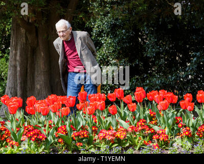 Badewanne, Somerset, UK, 29. März, 2019. Ein Mann genießen die warmen Sonnenstrahlen wird dargestellt, an bunte Tulpen in Royal Victoria Park. Credit: Lynchpics/Alamy leben Nachrichten Stockfoto