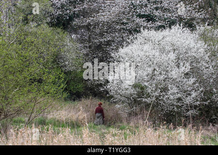 Lough Neagh, County Armagh, Nordirland, Irland. 29 Mär, 2019. UK Wetter - das Ende eines trockenen Woche mit graue Wolke und die ungeraden Bann der Sonnenschein. Es bleibt mild, mit Temperaturen in den niedrigen Teens. Frau vorbei gehen. Weiß spring blossom auf blackthorn (vorne rechts). Quelle: David Hunter/Alamy leben Nachrichten Stockfoto