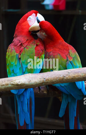 Zwei rot-grünen Aras, auch bekannt als die Grüne - winged Aras (Ara chloropterus). Stockfoto