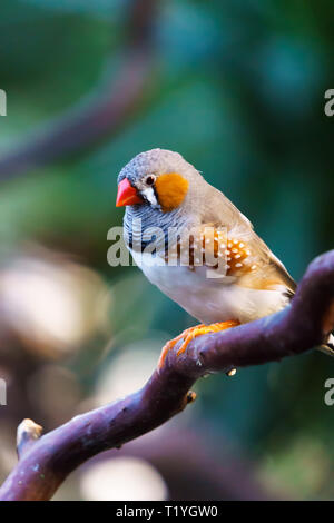 Zebra Finch (Taeniopygia guttata) männliche Vogel sitzt auf einem Ast. Stockfoto