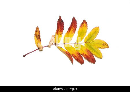 Herbst rowan Blatt auf weißem Hintergrund Stockfoto