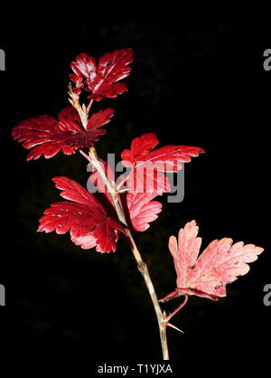 Rote Herbst Zweig von Stachelbeere Ribes uva-Crispa auf schwarzem Hintergrund Stockfoto