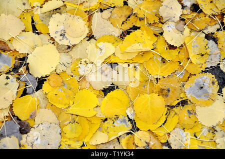 Gelb Herbst farbige Aspen Blätter auf dem Boden Stockfoto