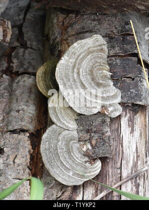 Haarige Halterung Pilz Trametes hirsuta auf einem Baumstamm Stockfoto