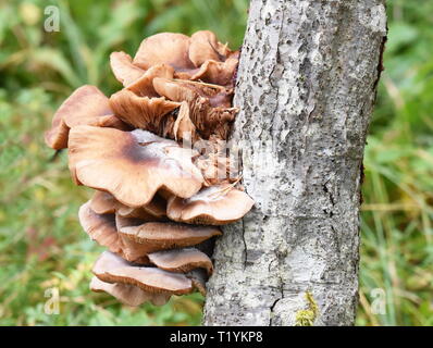 Große Gruppe von Honig, Armillaria Mellea Pilze wachsen auf einem Baum Stamm Stockfoto