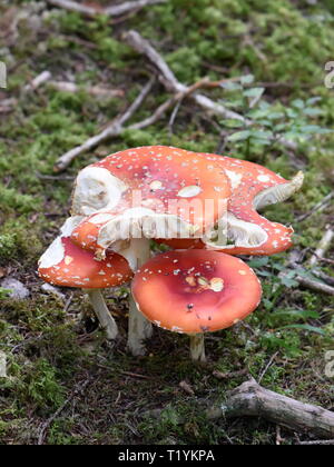 Gruppe von roten und weißen Fly agaric Pilze Amanita muscaria in einem Wald Stockfoto