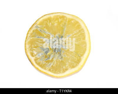 Scheibe der Zitrone mit Schimmel auf weißem Hintergrund Stockfoto