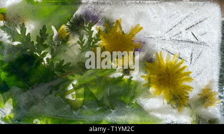 Hintergrund Der von gelben Löwenzahn Blume mit grünen Blättern in Ice Cube mit Luftblasen eingefroren Stockfoto