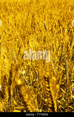 Foto von Weizen Felder für baisakhi Festival in Punjabi Kultur. Stockfoto