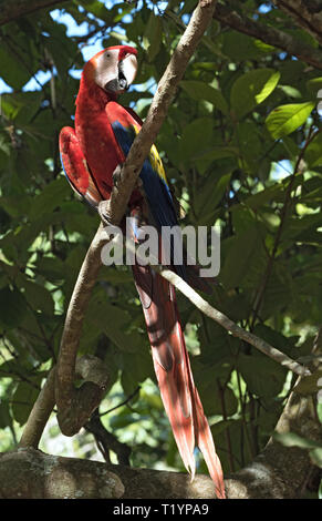 Rote und grüne Papagei sitzen auf einem Ast Panama Stockfoto