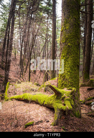 Ein Baum auf dem Boden eines Waldes gefallen. Moos wachsen auf Baumstümpfen. Stockfoto
