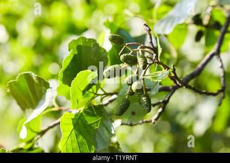 Ein Zweig der Erle Blätter und grüne Kegel. Niederlassung von Alnus glutinosa, die Common Alder, Black Alder im Frühjahr. Stockfoto